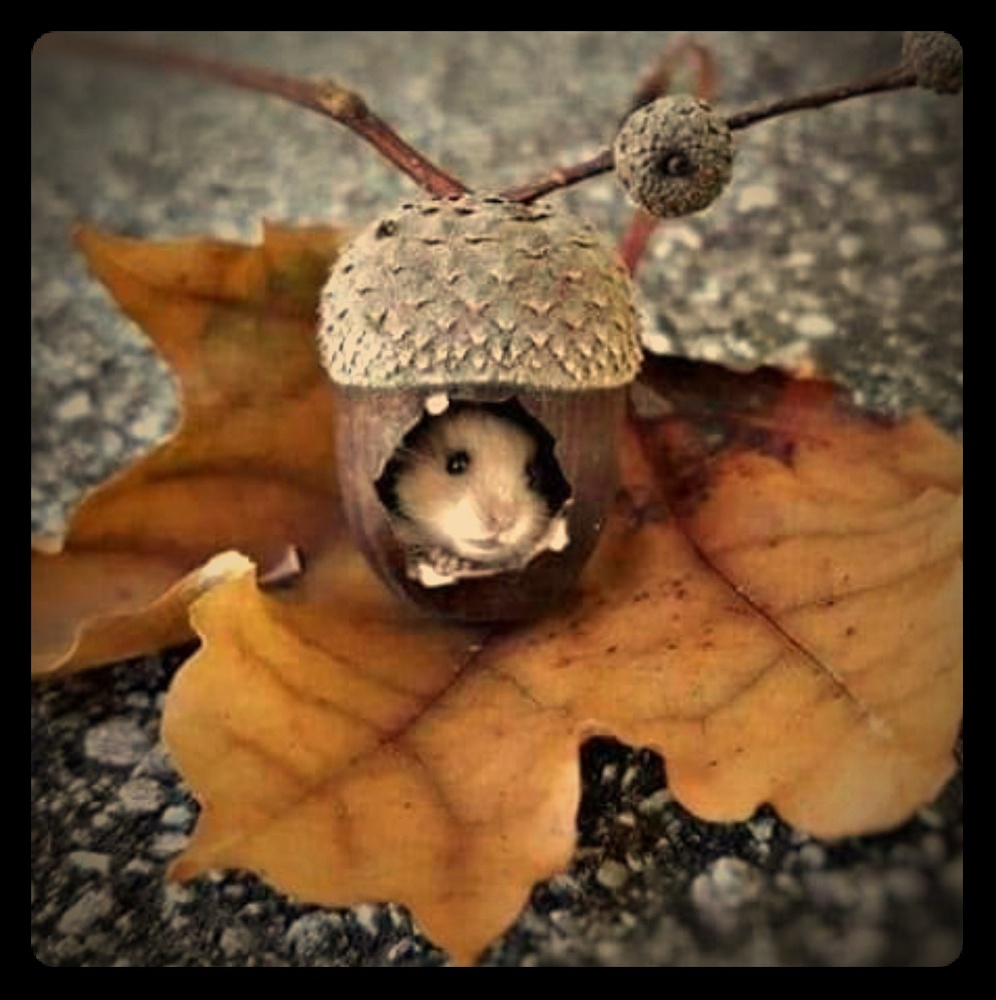 Meet your Posher, Stacey